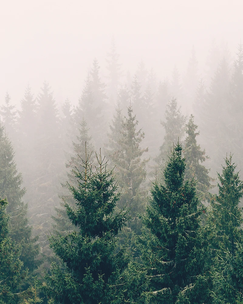 Misty pine forest